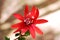 Red passion flower with bright background