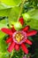 Red passionflower in bloom