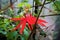 Red passionflower blossom in the Royal Botanic Garden Edinburgh