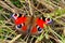 Red peacock butterfly (aglais io)