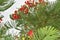 RED PEACOCK FLOWERS ON POINCIANA TREE