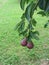 Red pears hanging on a growing pear tree . Tuscany, Italy