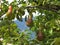 Red pears on tree branches