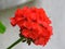 Red pelargonium blooms and buds. Garden pelargonium or Pelargonium zonale.