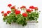 Red Pelargonium flowers.