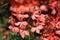 Red Pelargonium flowers