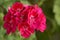 Red pelargonium flowers, blooming geranium. Decorative flowering houseplant