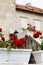 Red Pelargonium in the garden. Red geranium flowers in summer garden. Floral background. Richly blooming geranium flowers on rails