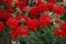 Red pelargonium (geranium) flower