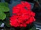 Red Pelargonium Lat. Pelargonium is a genus of plants in the Geranium family. Flowers of various colors