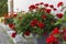 Red pelargoniums bloom en masse on the wall of the house, an example of landscaping pergola and house wall.