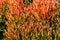 Red pencil tree euphorbia tirucalli orange leaves - closeup background image