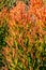 Red pencil tree euphorbia tirucalli orange leaves - closeup background image