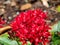 Red Penta Flowers Deland Florida