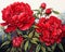 Red Peonies and Green Leaves: A Bright and Blossoming Rhythm