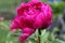 Red Peony 2020 6A