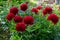 Red Peony albiflora. Paeonia officinalis Command Performance in the garden