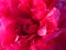 Red peony blossom close up, romantic blurry background, wedding, greeting, background