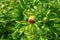 Red peony blossoms, bushes, and leaves in garden close-up. Dews on leaves in sun lights. Springtime. background.