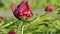 Red peony burgeon with dew