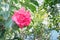 Red Peony Camellia (Camellia japonica L)