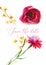 Red peony, carnation. Floral wedding Invitation, save the date, valentines day card. Watercolor hand drawn illustration.