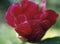 red peony close-up green background drops