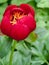 Red peony flower