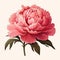 Red Peony Flower Vector Illustration In Meticulously Detailed Historical Painting Style