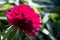 Red Peony flowering in a garden inthe spring sunshine