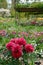 Red peony flowers at the Norman Garden of Monet in Giverny