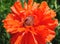 Red peony poppy flower closeup in full bloom
