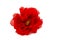 Red peony poppy on white background