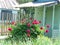 Red peony at the porch