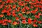 Red peony tulips in a flower garden in springtime