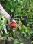 Red pepper harvest in garden