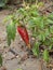 Red pepper in a haulm