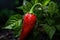 Red pepper, hot, chili pepper Capsicum annuum pungent spice. The flavor tastes sharp and burning . Vitamins organica eco