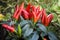 Red pepper plant Capsicum frutescens