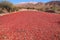 Red peppers are dried in the Argentine sun