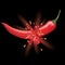Red Peppers splashing explosion, Chili isolated on black background.