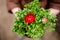 Red Persian Buttercup closeup