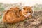 Red Persian cat with a leash walking in the yard.