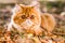 Red Persian cat with a leash walking in the yard.