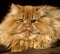 Red Persian Domestic Cat, Portrait of Adult