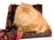 Red Persian in suitcase, on white background