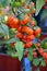 Red persimmon plant