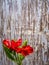 Red Peruvian Lily on blue-grey peeling paint Background