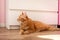 Red pet cat lying on the clean floor. Ginger cat relaxing on wooden warm floor