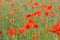 Red petal poppies in a field in the summertime